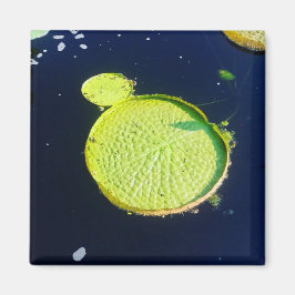 Imán Magnet - Lily Pad (Chicago)