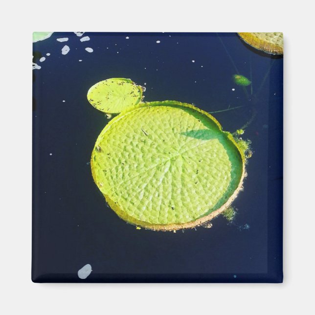 Imán Magnet - Lily Pad (Chicago) (Frente)