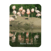 Magnet - los flamencos en el zoológico del Bronx