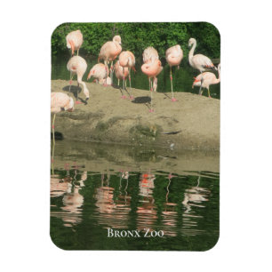 Imán Magnet - los flamencos en el zoológico del Bronx