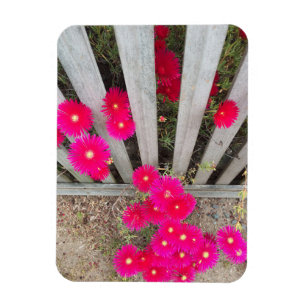Imán Magnet loud daisys