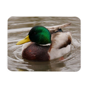 Imán Magnet Male Mallard Duck