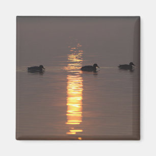 Imán Magnet Mallards