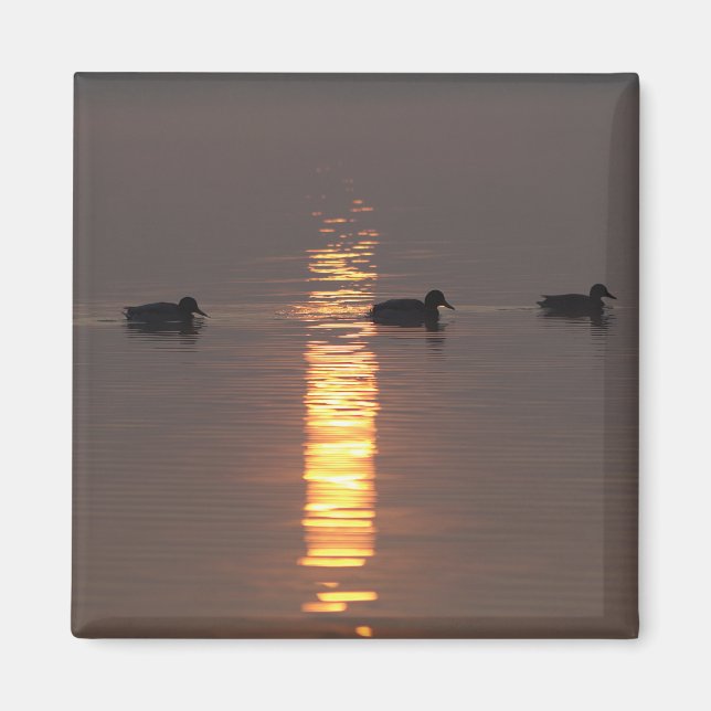 Imán Magnet Mallards (Frente)