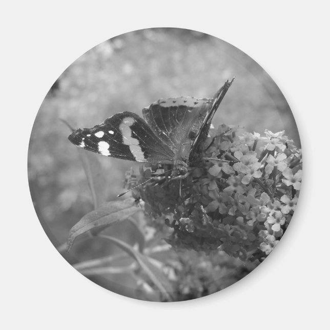 Imán Magnet - Mariposa almirante (Frente)