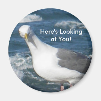 Imán Magnet: Mirando a Gull