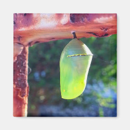 Imán Magnet - Monarch Chrysalis (2018)