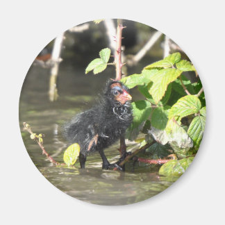Imán Magnet: Moorhen Chick