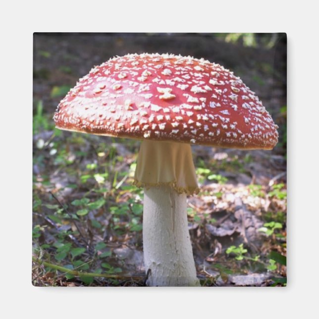 Imán Magnet-Mushroom (Frente)