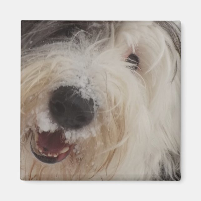 Imán Magnet Old English Sheepdog Magnet - Cara de nieve (Frente)