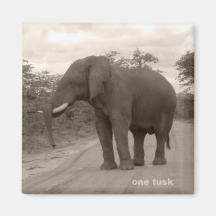 Imán Magnet_OneTusk_Tribute_Kariba