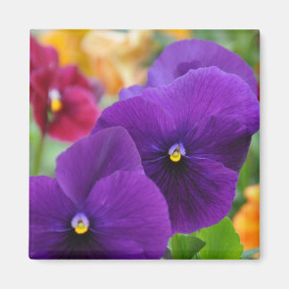 Imán Magnet: Pansies morados