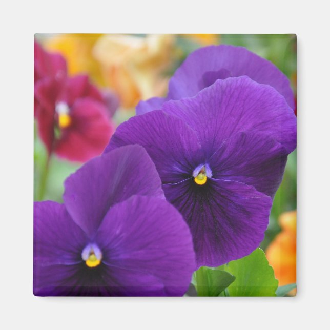 Imán Magnet: Pansies morados (Frente)