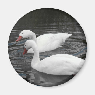 Imán Magnet - Pareja de Cisne Coscorba