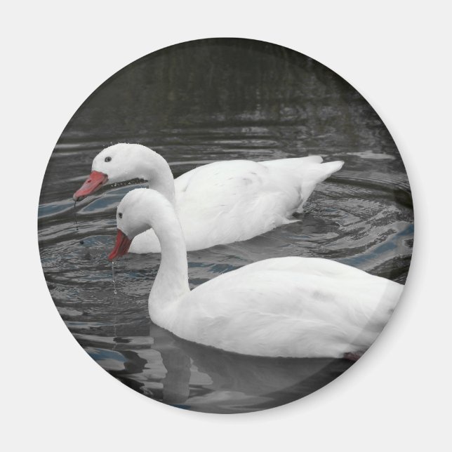 Imán Magnet - Pareja de Cisne Coscorba (Frente)