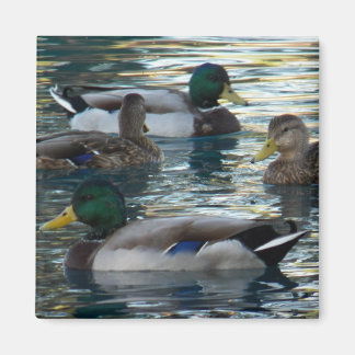 Imán Magnet - Pato, Pato, Pato, Pato