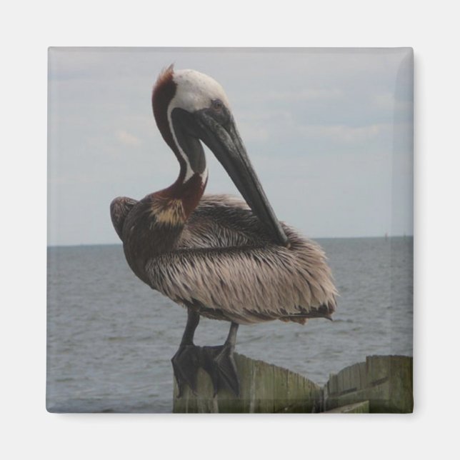 Imán Magnet Pelican (Frente)