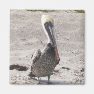 Imán Magnet Pelican
