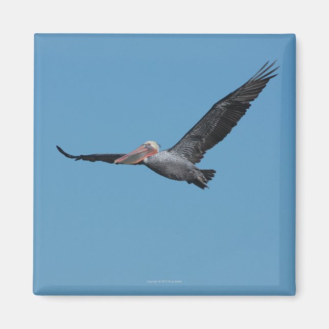 Imán Magnet Pelican 10 (Frente)