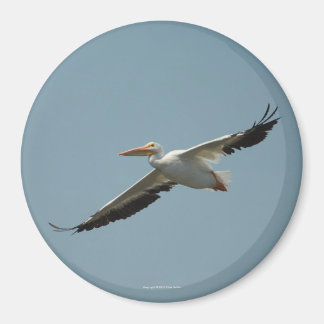 Imán Magnet Pelican 4