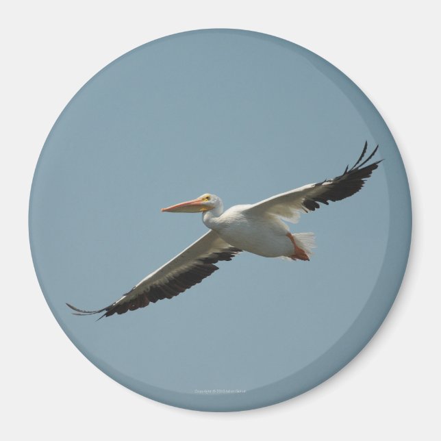 Imán Magnet Pelican 4 (Frente)