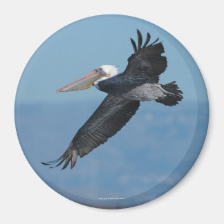 Imán Magnet Pelican 9