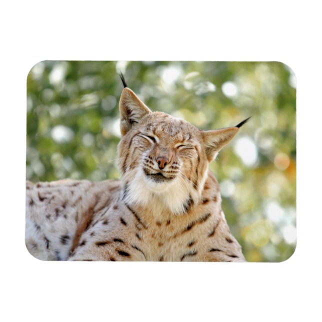 Imán Magnet Photo cat , lynx , animales 0133. (Horizontal)