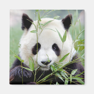 Imán Magnet Photo giant panda. Panda geant.
