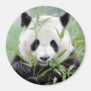 Imán Magnet photo giant panda. Panda geant.