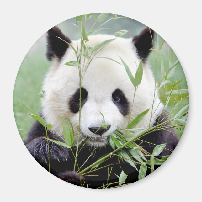 Imán Magnet photo giant panda. Panda geant. (Frente)