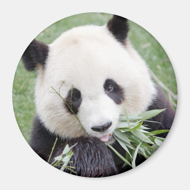 Imán Magnet photo giant panda. Panda geant. (Frente)