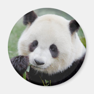 Imán Magnet Photo gigante panda , animales 0241.