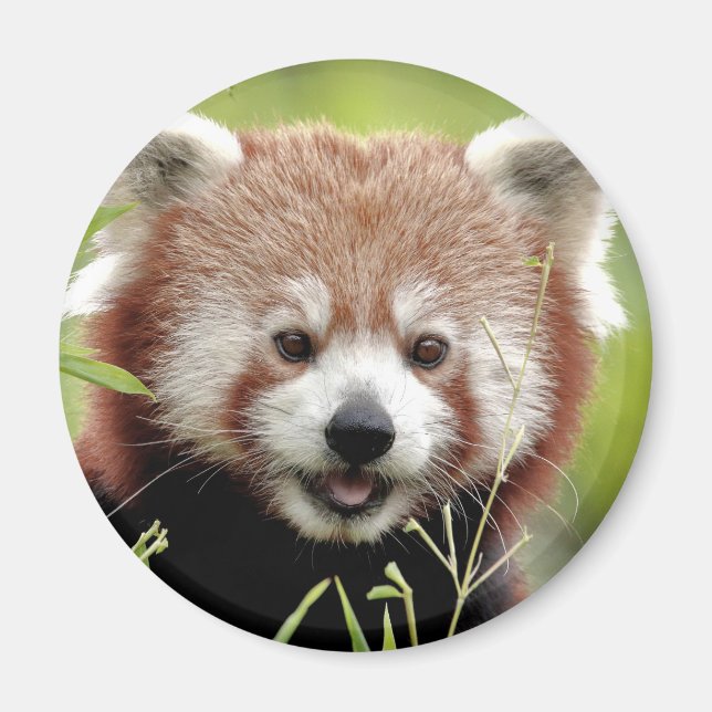 Imán Magnet Photo red panda , animales 0362. (Frente)