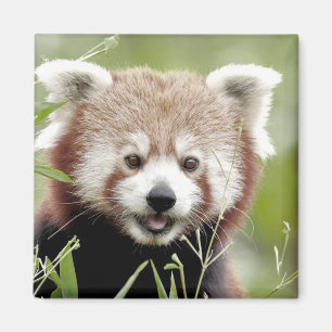 Imán Magnet Photo red panda , animales 0630.