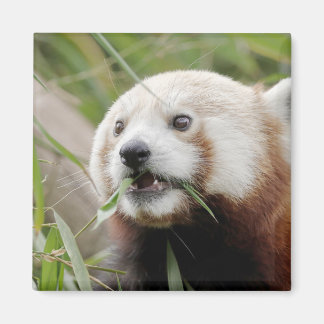 Imán Magnet photo red panda. Panda roux.