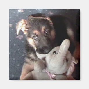 Imán Magnet Puppy de Alemania