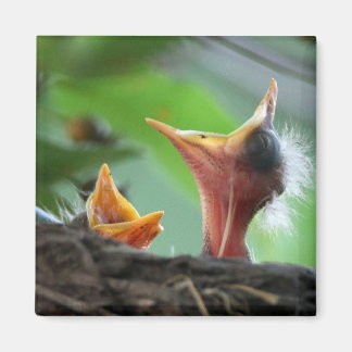 Imán Magnet - Robin Babies de Estados Unidos