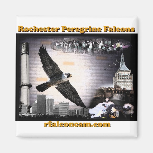 Imán Magnet Rochester Peregrine Falcons (Frente)