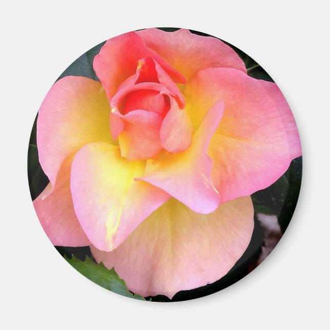 Imán Magnet, Rosa de Tropicana (Frente)