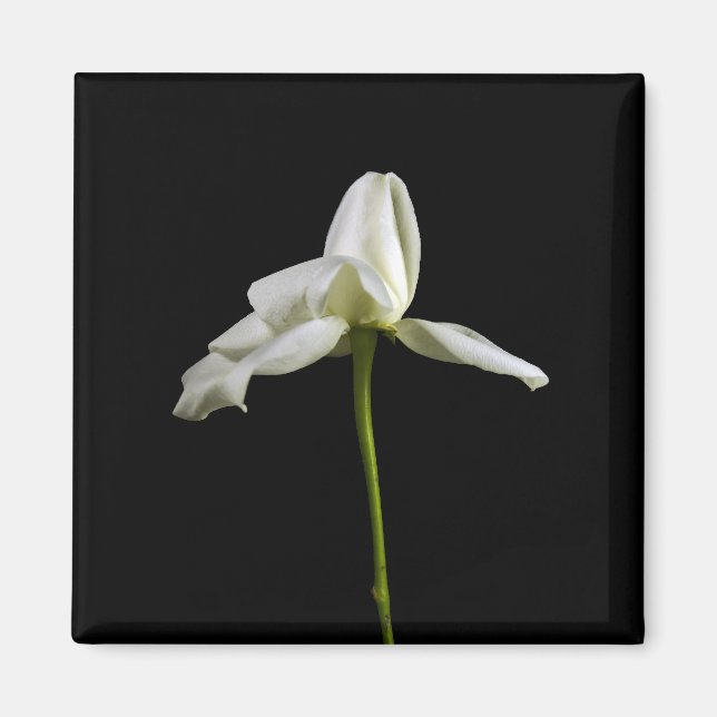 Imán Magnet Rosa elegante (Frente)