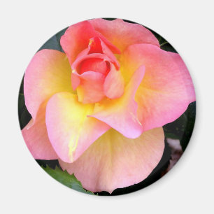 Imán Magnet, Rosa Tropicana