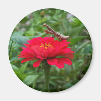 Imán Magnet-round/Praying Mantis & Zinnie