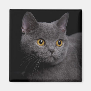 Imán Magnet Shorthair
