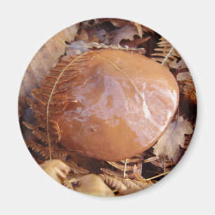 Imán Magnet Slippery Jack Mushroom