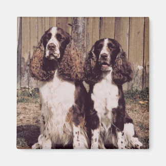 Imán Magnet Spaniel de la Springer inglesa