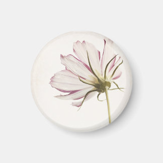 Imán Magnet "Stand in the Light"