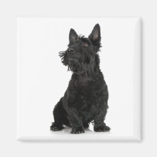 Imán Magnet Terrier de Escocia