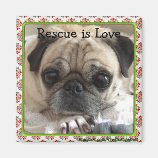 Imán Magnet/The Itsy Pug: El rescate es amor