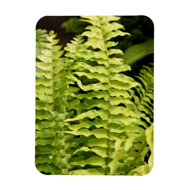 Imán Magnet - Tiger Fern (Vertical)