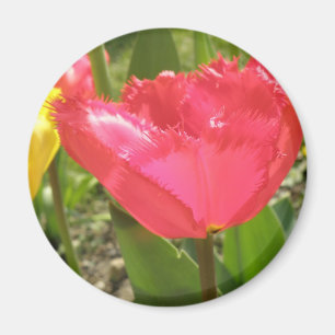 Imán Magnet Tulips Fringed